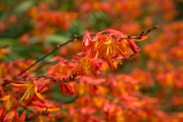 Free Wild Flower Orange photo and picture