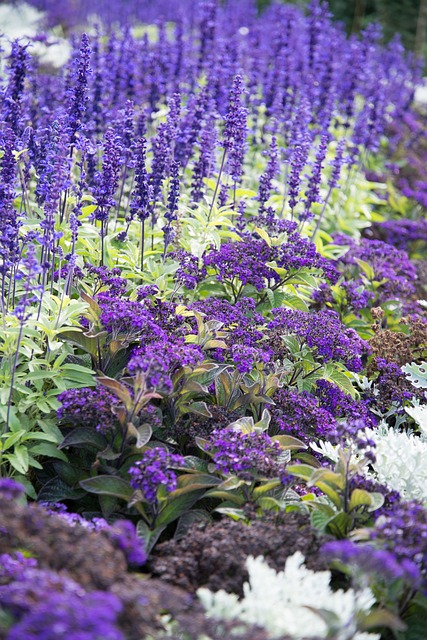 Free Lavender Purple photo and picture