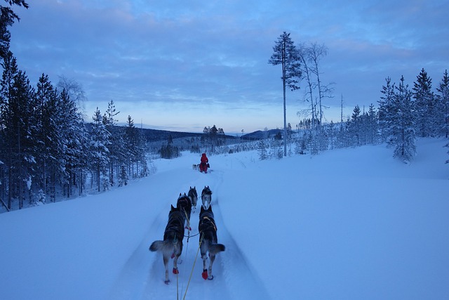 Free Landscape Sled Dogs photo and picture
