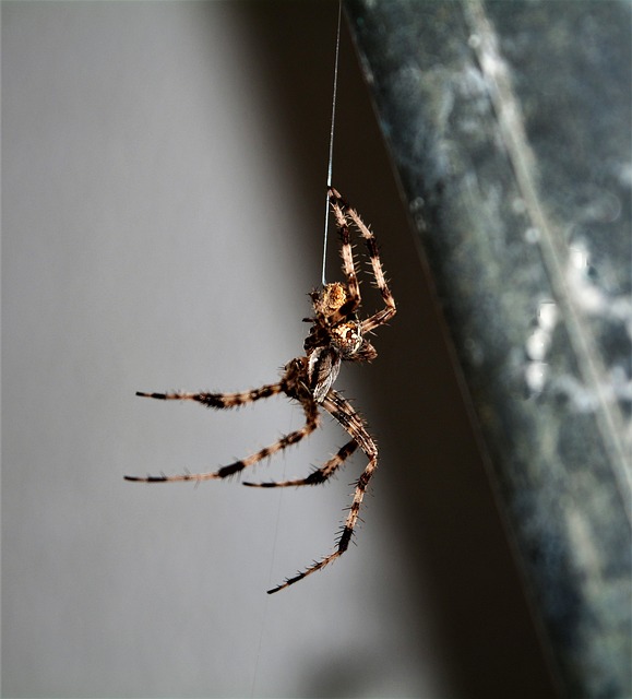Free Spider Insects photo and picture