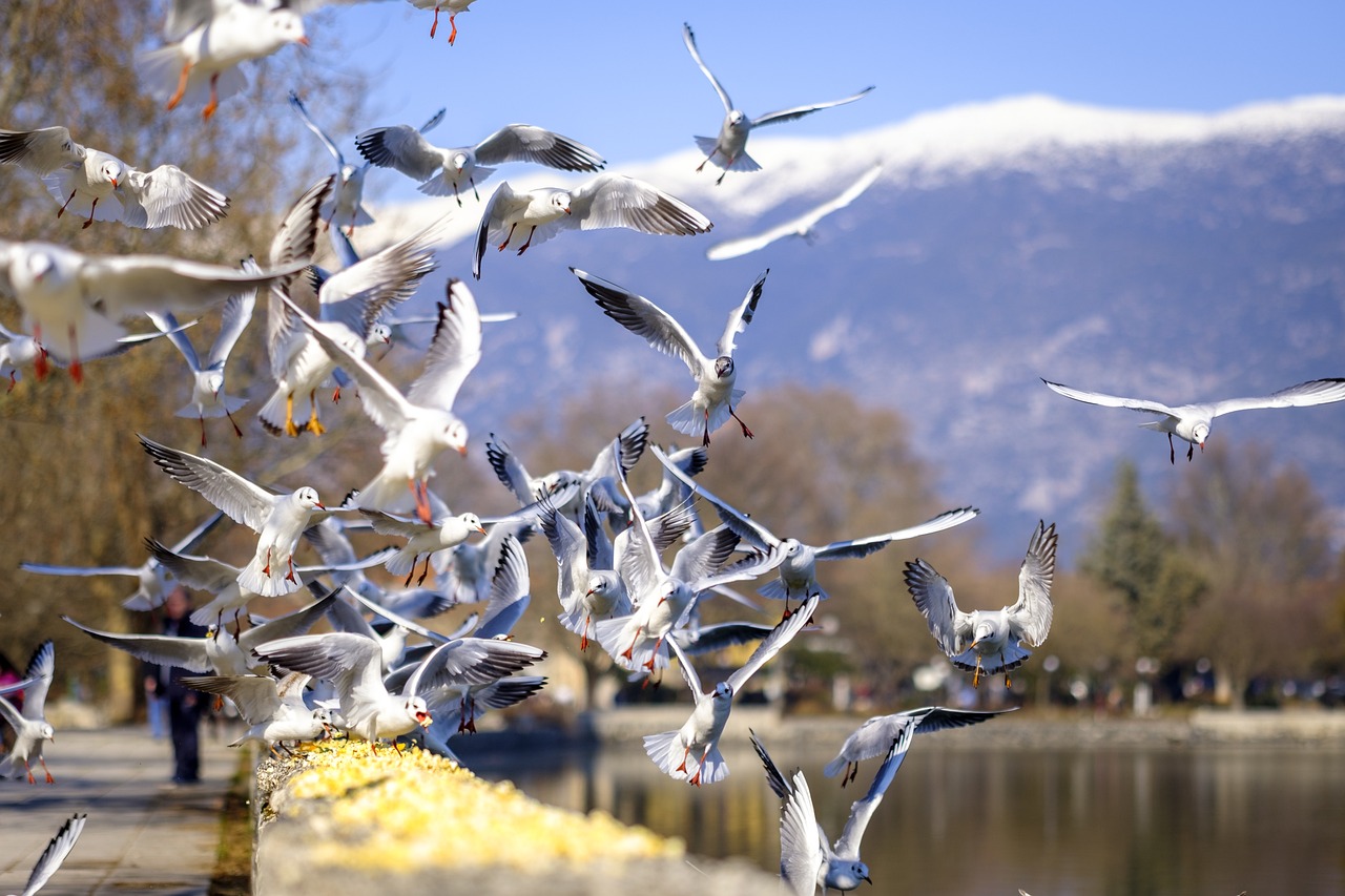 Más de 1.000 imágenes gratis de Aves Volando y Aves - Pixabay
