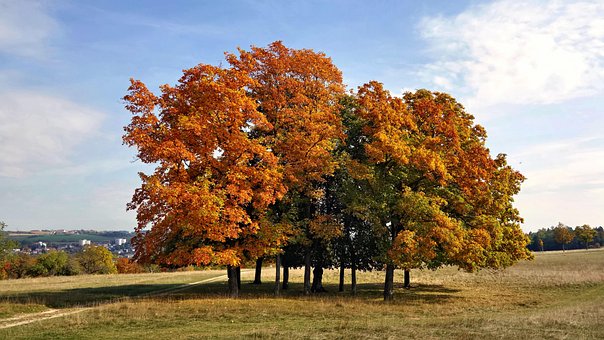 Free Field Landscape photo and picture
