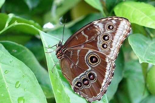 Free Butterfly Insect photo and picture