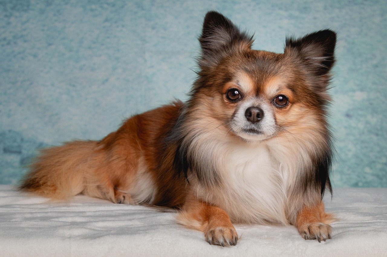 900 Kostenlose Chihuahua Und Hund Bilder Pixabay 900 Kostenlose Chihuahua Und Hund Bilder Pixabay