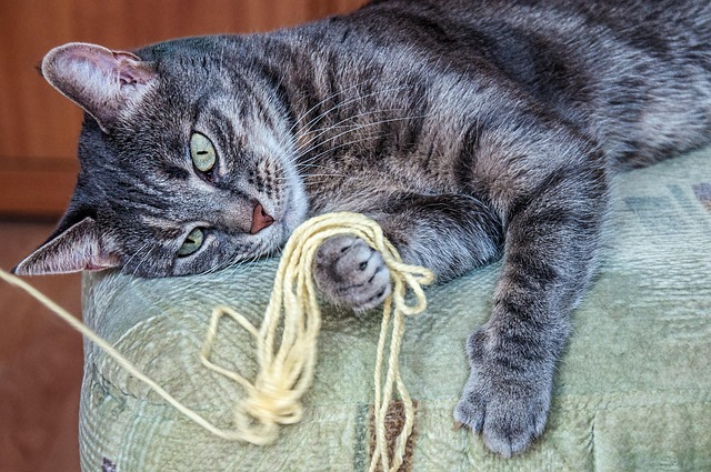 Free Cat Domestic Animal photo and picture