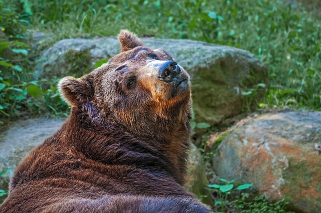 Free Bear Animal photo and picture