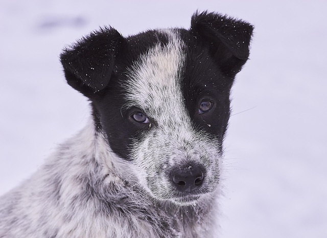Free Dog Snow photo and picture