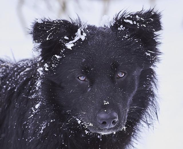 Free Dog Snow photo and picture