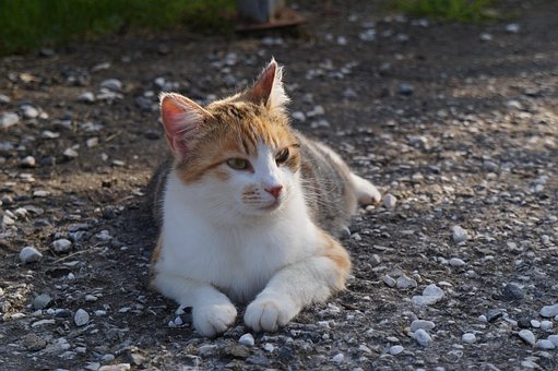 Italien, Haustier, Urlaub, Katze, Tier