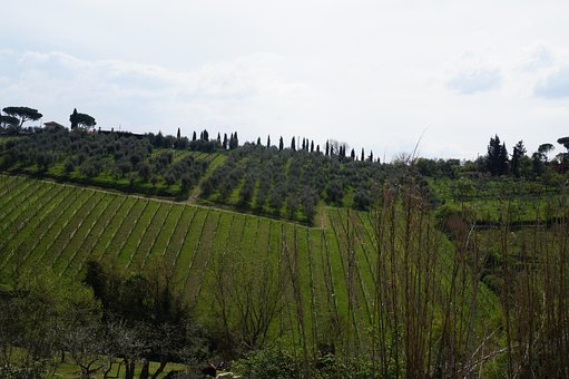Italien, Toskana, Weinberg, Urlaub