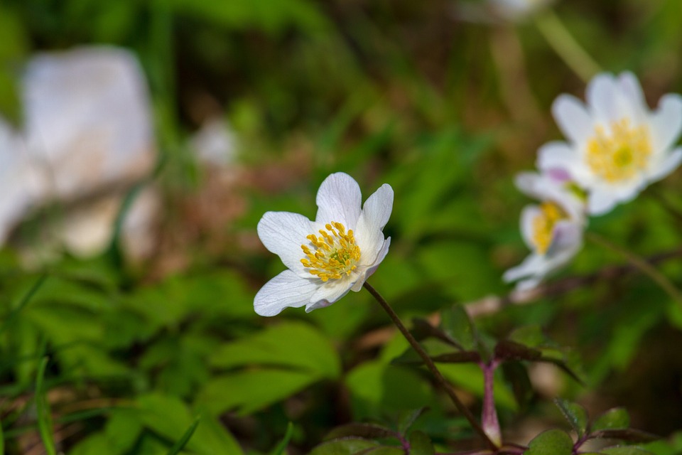 ヤブイチゲ 花 自然 Pixabayの無料写真