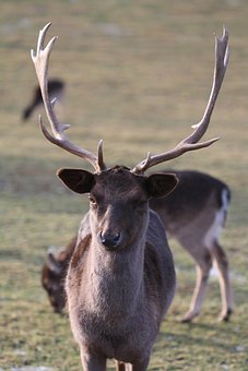 Hirsch, Free, Antler, Wild, Nature
