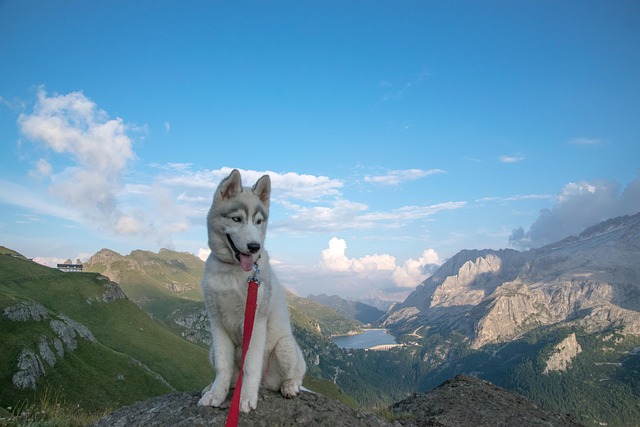 Heiser, Siberian Husky, Heiserer Welpe