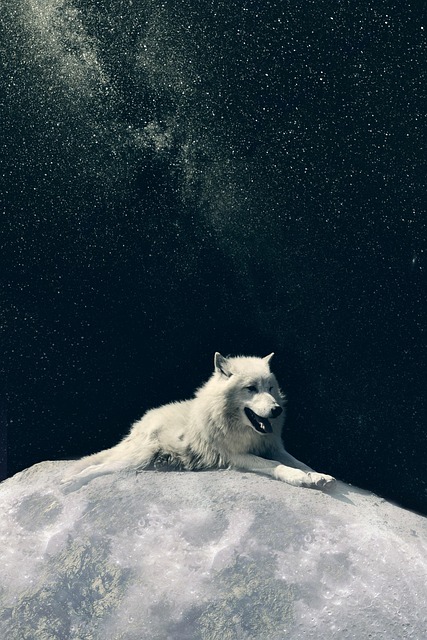 Free Wolf Dog photo and picture