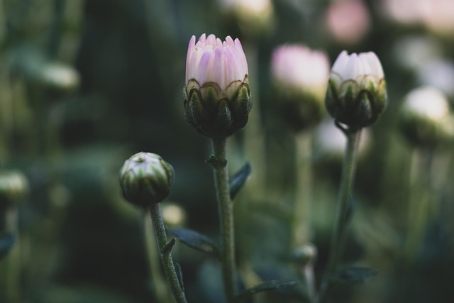 Free Flowers Nature photo and picture