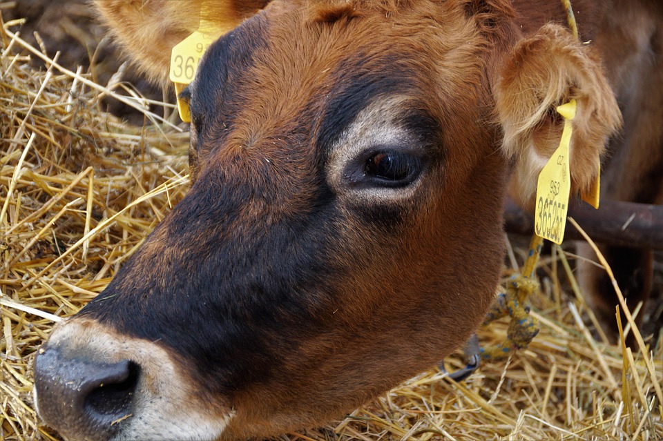 810 Koleksi Gambar Hewan Sapi Perah Gratis Terbaru
