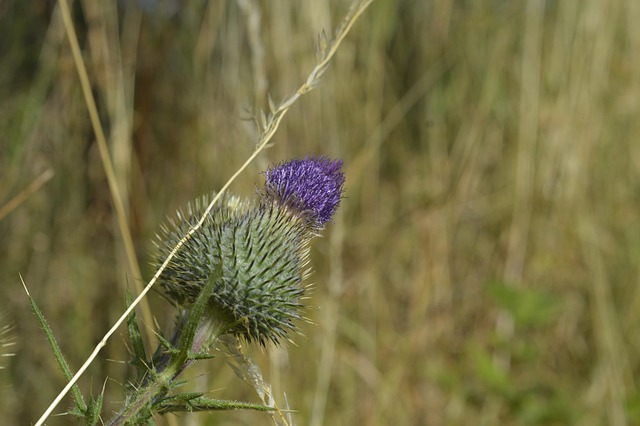 Plantar, Espora, Flor, Verão, Espinhoso