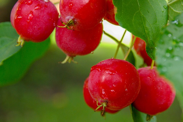 Apple Garden Nature - Free photo on Pixabay