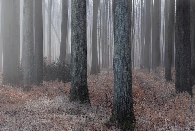 Free Forest Tomorrow photo and picture