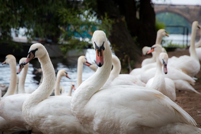 Free Prague Bird photo and picture