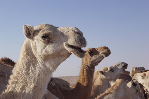 camel images pixabay download