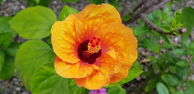 Free Hibiscus Natural photo and picture