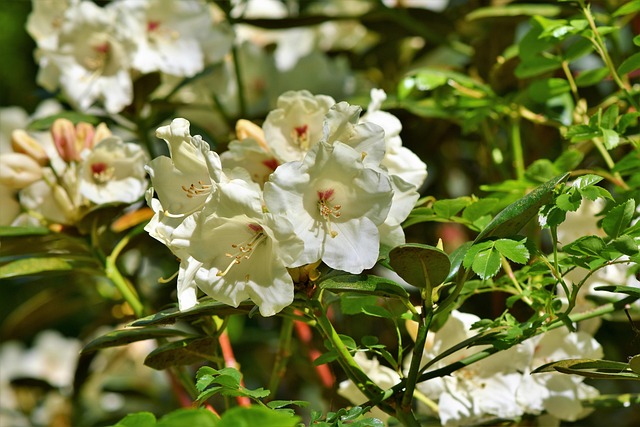 Free Rhododendron Rhododendron Buds photo and picture