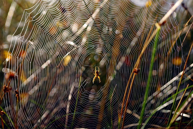 Free Spider'S Web Spider photo and picture