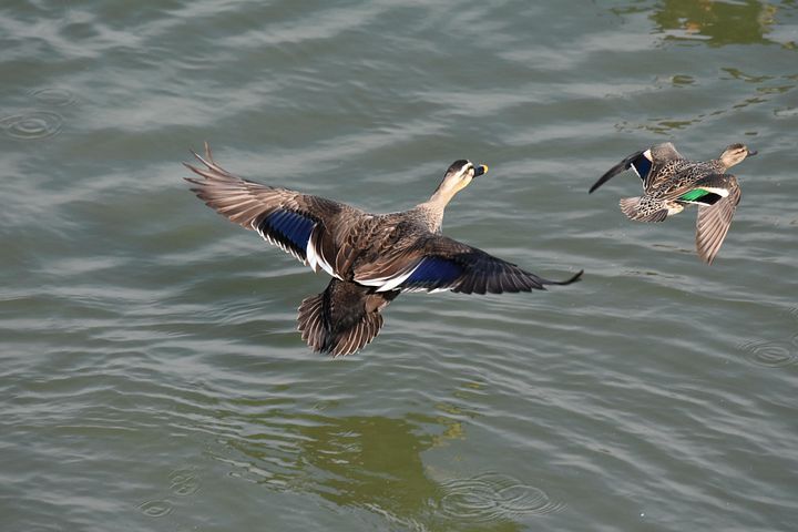 600以上の無料水辺&鳥画像 - Pixabay