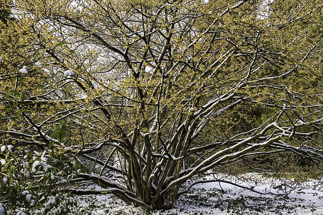 Free Witch Hazel Hamamelis photo and picture