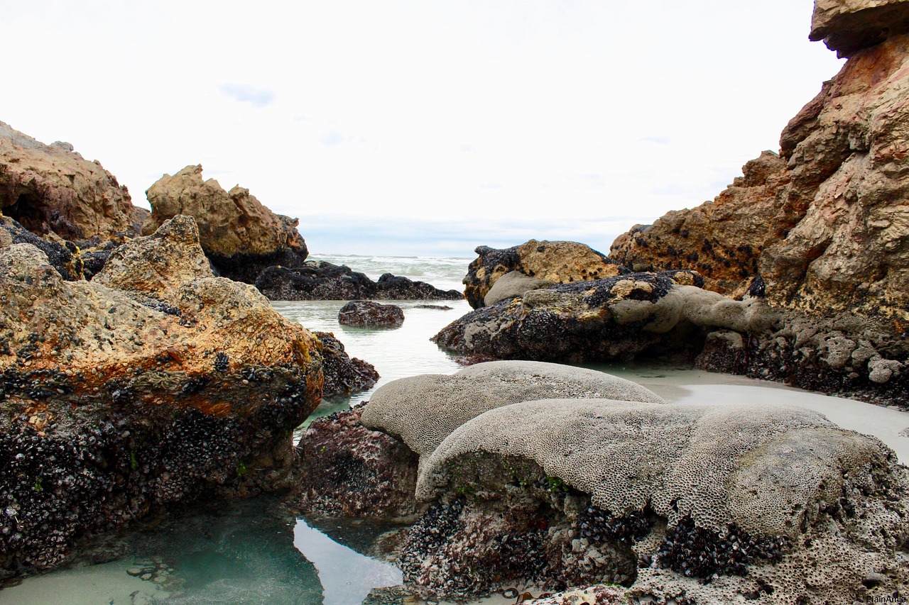 Rocks Coral Ocean - Free photo on Pixabay - Pixabay