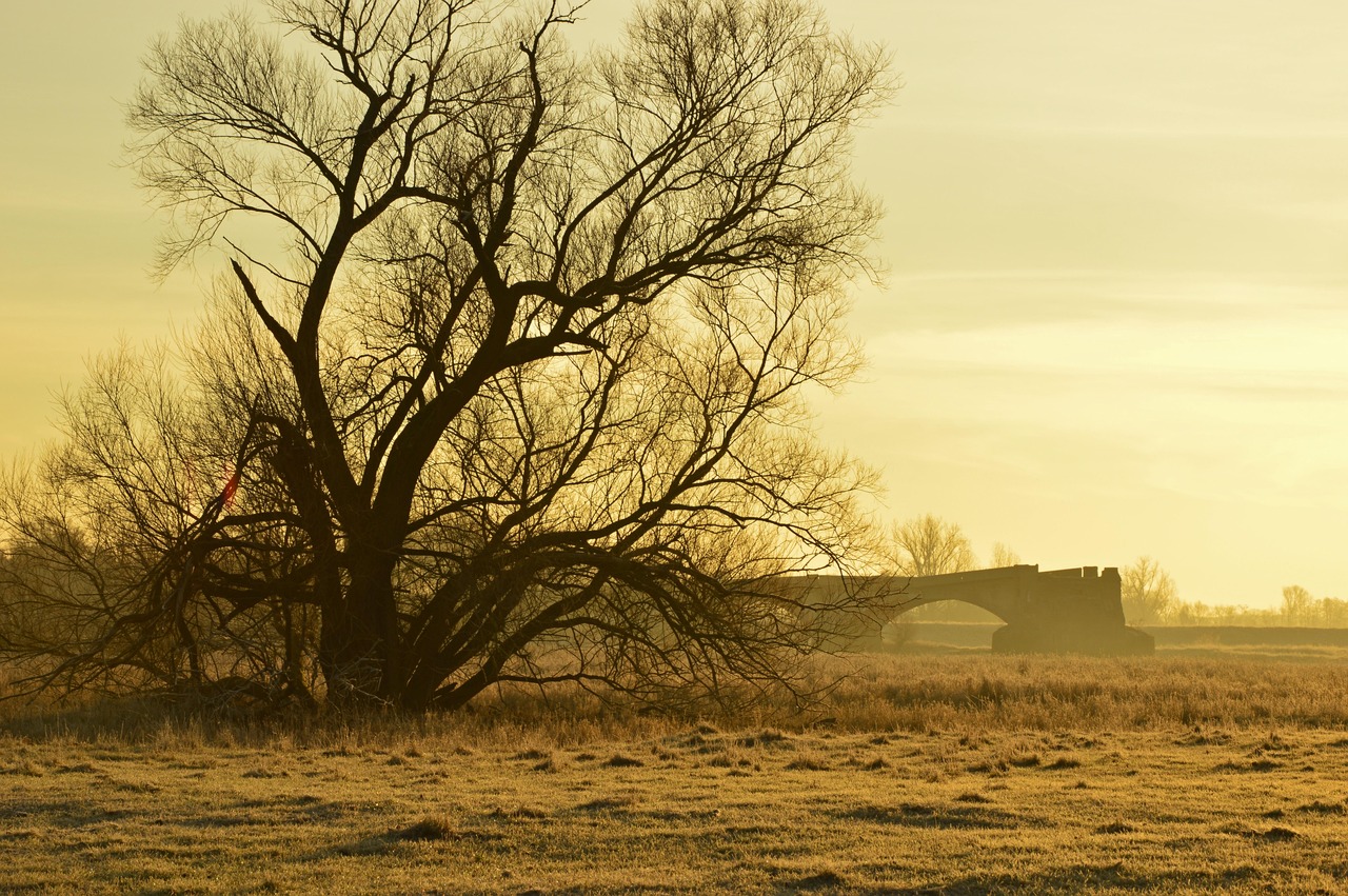 Morning Mood Tree Aue - Free photo on Pixabay - Pixabay