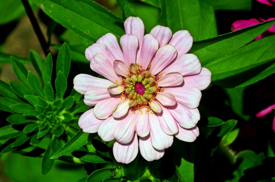 Zinnia Flower Garden - Free photo on Pixabay - Pixabay
