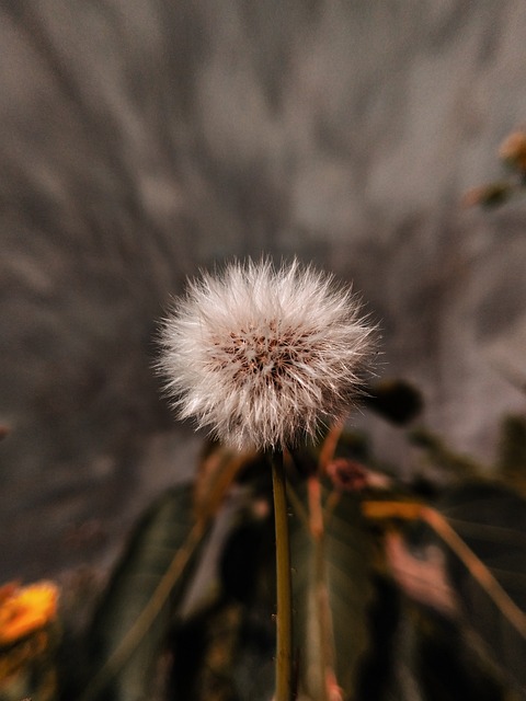Free Blossom Flower Wallpaper photo and picture