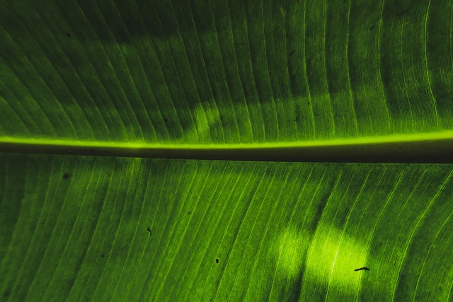 Free Banana Leaf Nature photo and picture