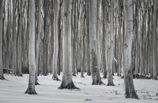 Free Forest Winter photo and picture