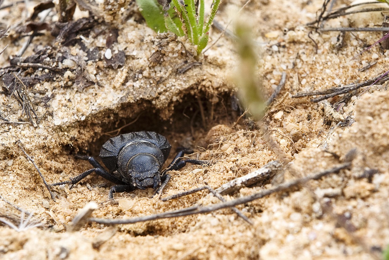 Nature Invertebrate Insect - Free photo on Pixabay - Pixabay