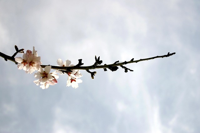 Free Flowering Flower Background photo and picture