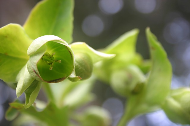 Free Leaves Nature photo and picture