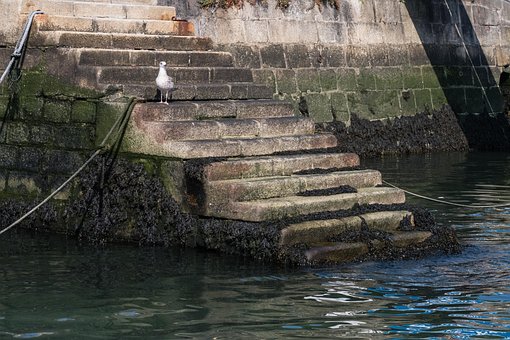 Free Seagull Harbor photo and picture