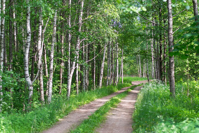Free Forest Nature photo and picture
