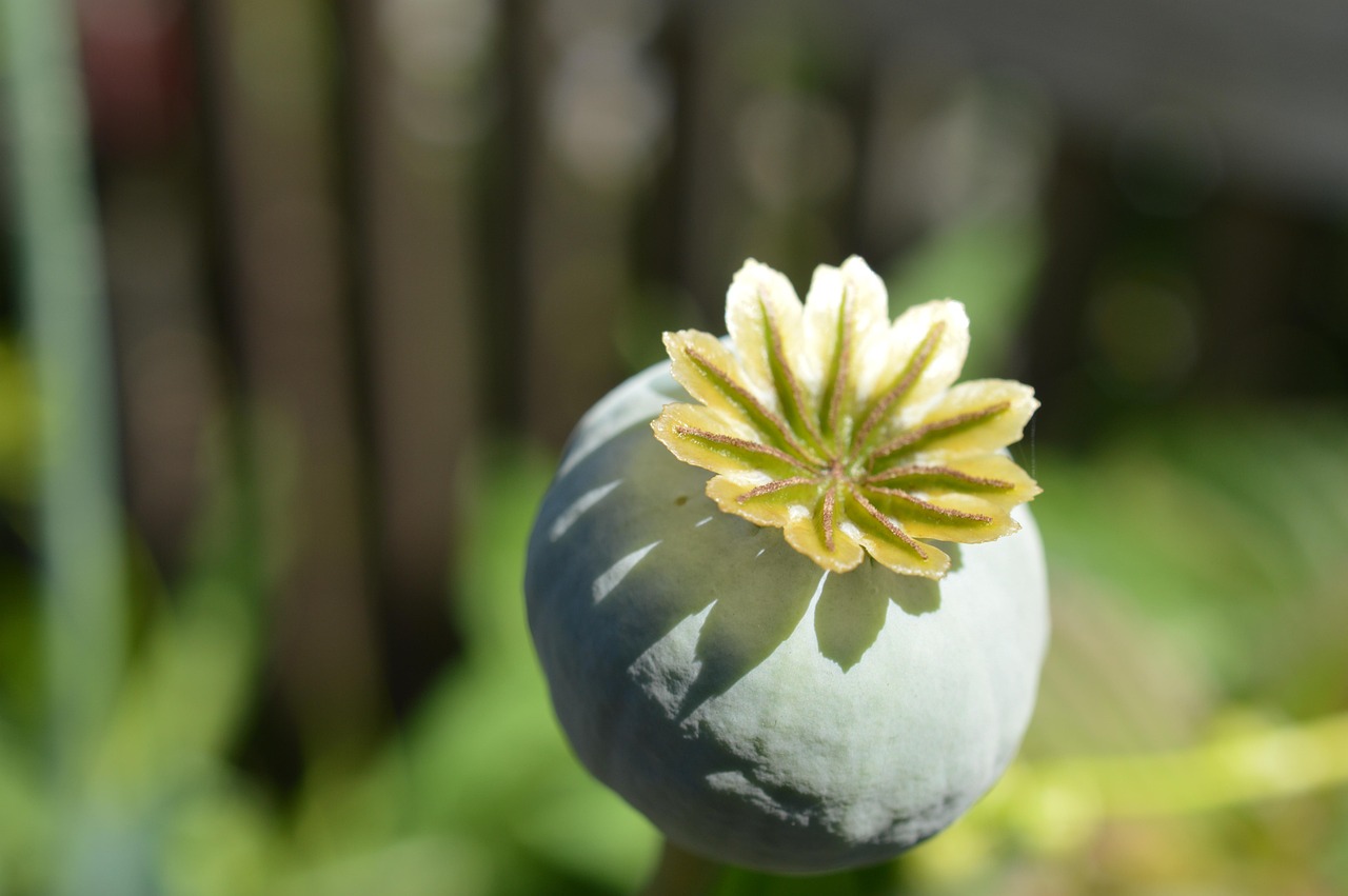 罂粟 胶囊 罂粟植物 - Pixabay上的免费照片 - Pixabay