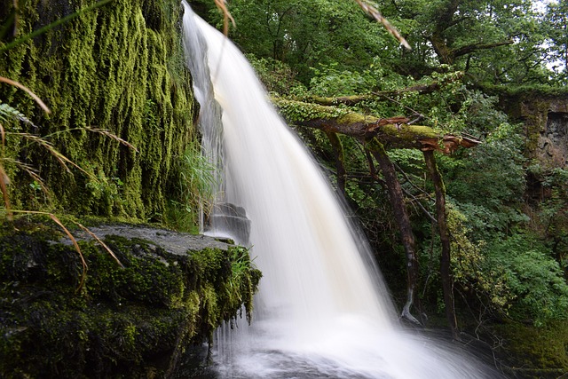 Free Waterfall Forest photo and picture