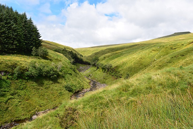 Free Nature Meadow photo and picture