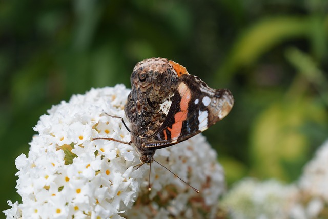 Free Butterfly Flower photo and picture