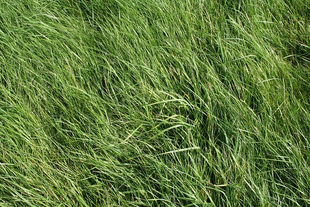 Free Grass Meadow photo and picture