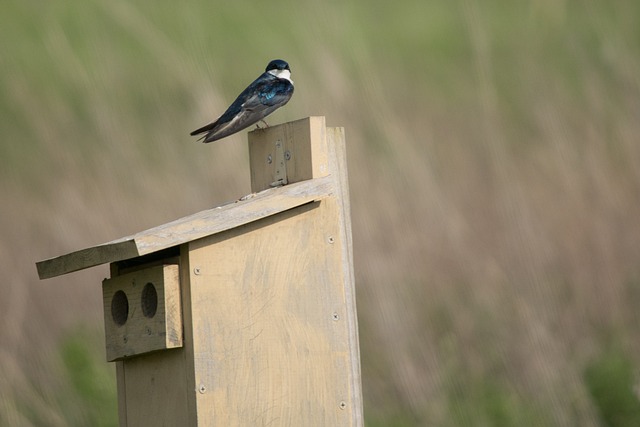 Free Swallow Bird photo and picture