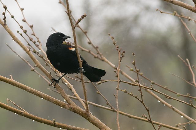 Free Blackbird Redwing photo and picture