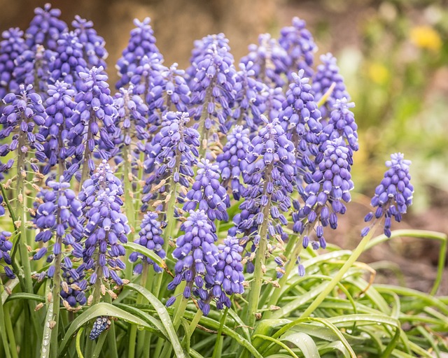 Free Hyacinth Flower photo and picture