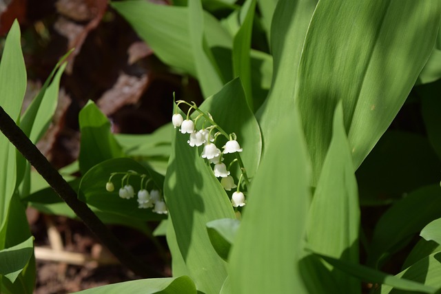 Free Lily Of The Valley Flower photo and picture